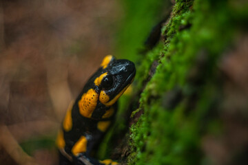 Retrato de una Salamandra de fuego 