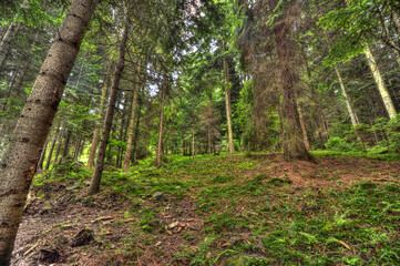 trees in the forest hdr