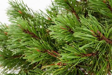 Christmas greeting card with fir tree