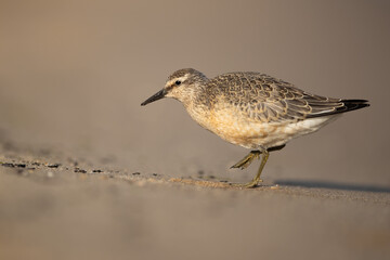 Juvenile red knot