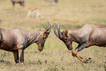 Two topi antelope fighting in Masai Mara in Kenya