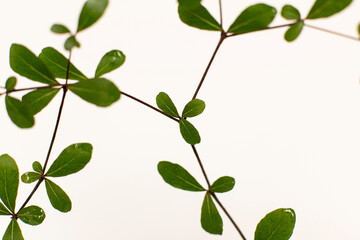 Beautiful Ivory Coast Almond branches isolated on background.