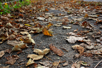 Asphalt pathway spangled autum golden leaves. Green grass. Nature pattern and background. Carpet of leaves.
