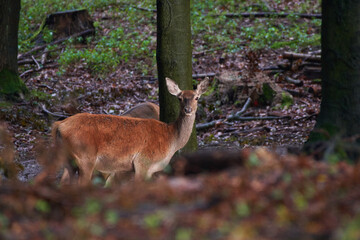 Female red deer in amazing Carpathian forest, Slovakia, Europe