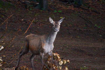 Female red deer in amazing Carpathian forest, Slovakia, Europe