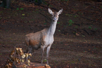 Female red deer in amazing Carpathian forest, Slovakia, Europe
