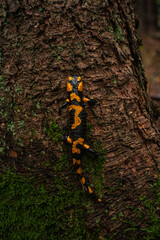 La espalda de una salamandra de fuego 