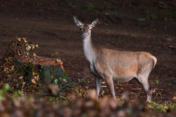 Female red deer in amazing Carpathian forest, Slovakia, Europe