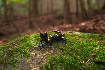 Salamandra de fuego sobre una roca con musgo en pleno bosque 