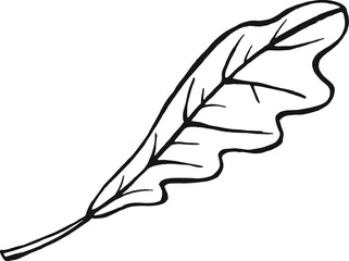 oak leaf sketch, line art, hand draw illustration, black and white