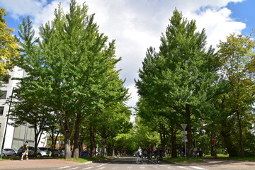 The view of Hokkaido University in Sapporo City, Japan
