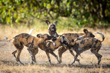 Pack of wild dogs greeting each other in Khwai River in Botswana