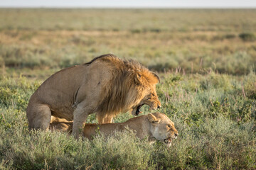 Mating lions in the green plains of Ndutu in Tanzania