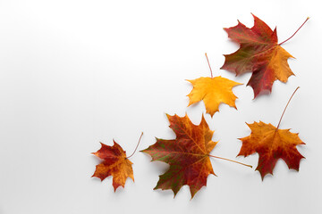 Various multicolored autumn leaves isolated on white background. Season, minimal, autumn card,...