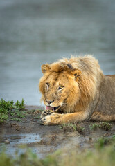 Vertical portrait of a male lion lying in mud at the edge of water in Ndutu in Tanzania