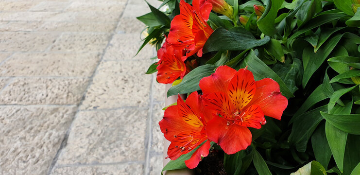Red flowers Alstroemeria on the background of a stone sidewalk.