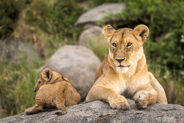 Fototapeta na wymiar Female lioness and her lion cub lying on a large rock in Serengeti in Tanzania