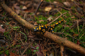 Salamandra de fuego apoyada sobre una rama en el bosque