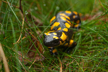 Salamandra de fuego tomando la lluvia en pleno bosque 