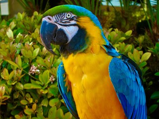 blue and yellow macaw parrot 