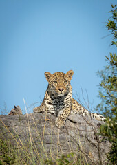 Vertical portrait of an adult leopard lying on a dead tree log in Kruger Park in South Africa