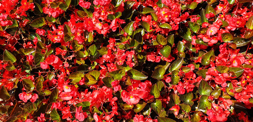 Background of red flowers Begonia. Panorama.