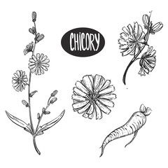 Hand drawn sketch black and white set of chicory flower, root and seed. Engraved vector illustration. Elements in graphic style label, card, sticker, menu, package, poster. - obrazy, fototapety, plakaty