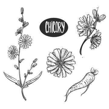 Hand drawn sketch black and white set of chicory flower, root and seed. Engraved vector illustration. Elements in graphic style label, card, sticker, menu, package, poster.