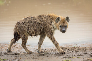 Young hyena walking in mud at edge of water in Ngorongoro Crater in Tanzania