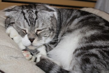 beautiful Scottish fold cat