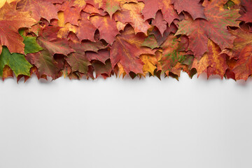 Border frame of colorful autumn leaves isolated on white background. Autumn, fall, thanksgiving day, nature concept. Flat lay, top view, copy space.