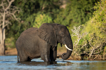 Young elephant standing in shallow water in Chobe River in afternoon sunlight in Botswana