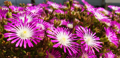 Pink flowers Delosperma cooperi or Malephora crocea on the sunny day.