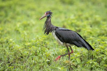 Abdim's stork walking in the rain in green bush in Ngorongoro Crater in Tanzania