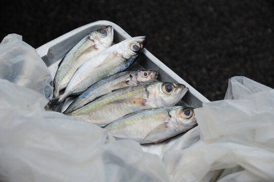 Mackerel In Stainless Steel Tray