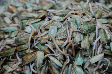 Seafood lamp shell or Tongue Shell or Lingula anatina