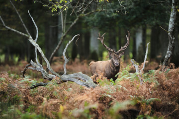 Cerf élaphe pendant la période du brame