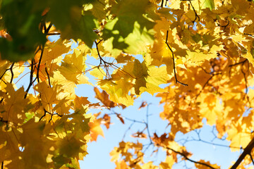 Colorful autumn leaves and branches against the blue sky and sun. Season, nature, autumn card, thanksgiving, fall background concept.Copy space, selective focus..