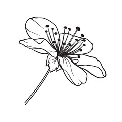 Hand drawn design elements sakura flowers collection.