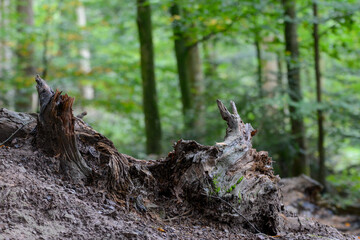 Seelbach, Tretenbach: Wald mit Naturverjüngung.