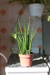 sansevieria cylindrica houseplant with mushrooms on it, indoor home jungle