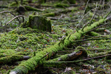 Seelbach, Tretenbach: Wald mit Naturverjüngung.