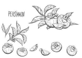 Hand drawn sketch black and white set of persimmon, date plum, leaf. Vector illustration. Elements in graphic style label, card, sticker, menu, package. Engraved style illustration.