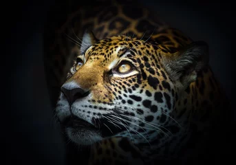 Foto op Plexiglas Het gezicht van de luipaard staarde. © MrPreecha