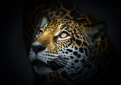 The leopard's face was staring.
