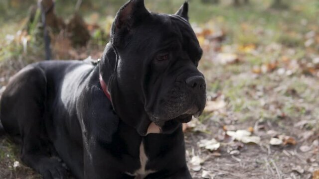 Close-up, a large black dog of the cane corso breed rests on the yellow leaves. Walking with a dog in the park