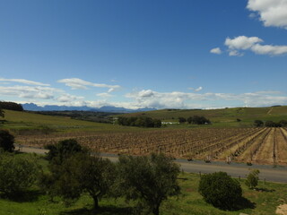Obraz premium vineyard in the summer
