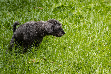 Fototapeta premium Black poodle dog does poo on green glass