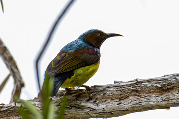 Nature wildlife image of Olive-backed sunbird with red flower in close up shot with stunning detail they drink sweet water from the flower