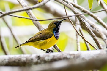 Nature wildlife image of Olive-backed sunbird with red flower in close up shot with stunning detail they drink sweet water from the flower